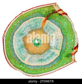 Schwarze Walnuss (Juglans nigra), schießen t.s., Färbung Wacker 3A Stockfoto