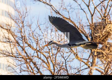 Wien, Wien: Bürogebäude Florido Tower, fliegender Graureiher (Ardea cinerea), Park Wasserpark 21. Floridsdorf, Wien, Österreich Stockfoto