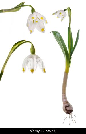 Blumen und Pflanzen der Frühlings-Ringelblume (Leucojum vernum) auf weißem Hintergrund, Bayern, Deutschland Stockfoto