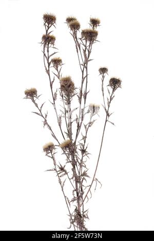 Verwelkte Golddistel (Carlina vulgaris) auf weißem Grund, Bayern, Deutschland Stockfoto