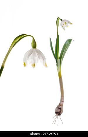 Blüte und Pflanze der Frühlings-Ringelblume (Leucojum vernum), Maerzenbecher auf weißem Grund, Bayern, Deutschland Stockfoto