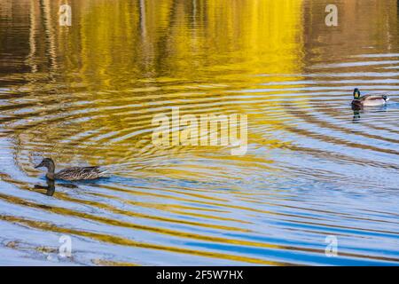 Wien, Wien: Ein paar Stockente (Anas platyrhynchos) auf einem See, Park Wasserpark 21. Floridsdorf, Wien, Österreich Stockfoto