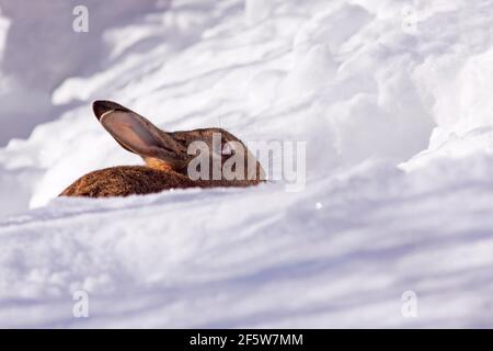 Europäischer Hase (Oryctolagus cuniculus), der im Winter am Eingang eines Baus in einer Schneebank sitzt, Schleswig-Holstein, Deutschland Stockfoto