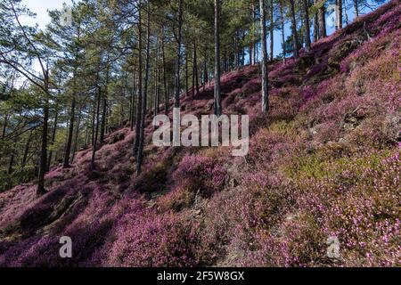 Blühende Schneeheide (Erica carnea) im Wald, Steiermark, Österreich Stockfoto