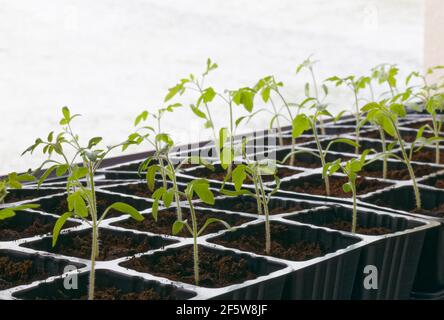 Tomatensprossen Sämlinge Pflanzen in Töpfen. Hausgemachte Tomaten. Solanum lycopersicum Stockfoto