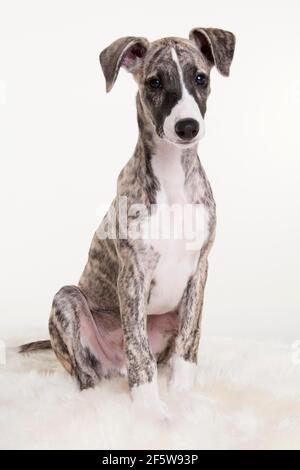 Whippet, Welpe, Rüde, 12 Wochen Stockfoto