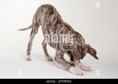 Whippet, Welpe, Rüde, 12 Wochen Stockfoto