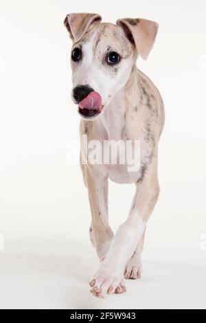 Whippet, Welpe, Rüde, 12 Wochen Stockfoto