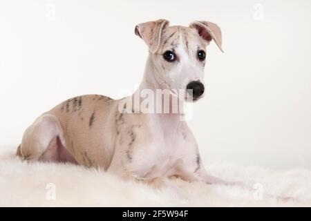 Whippet, Welpe, Rüde, 12 Wochen Stockfoto