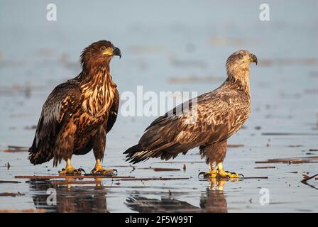 Seeadler (Haliaeetus albicilla), junge Adler auf dem Eis eines gefrorenen Sees, Brandenburg, Deutschland Stockfoto