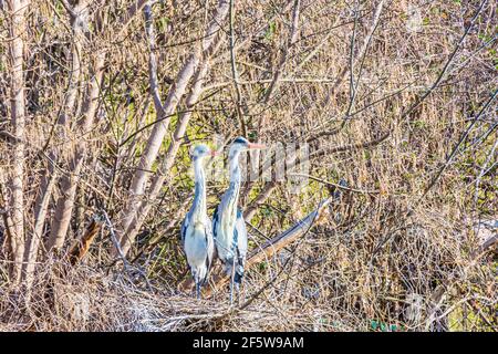 Wien, Wien: Paar Graureiher (Ardea cinerea) im Nest, Park Wasserpark 21. Floridsdorf, Wien, Österreich Stockfoto