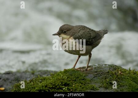 Weißbrusttaucher (Cinclus cinclus) Jungvogel, Nordrhein-Westfalen, Deutschland Stockfoto