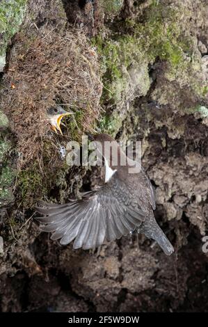 Weißbrusttauchler (Cinclus cinclus) nähert sich dem Nest, Nordrhein-Westfalen, Deutschland Stockfoto