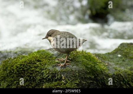 Weißbrusttaucher (Cinclus cinclus) Jungvogel, Nordrhein-Westfalen, Deutschland Stockfoto