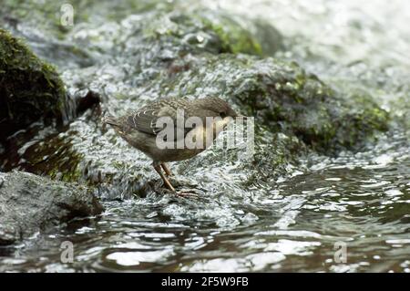 Weißbrusttaucher (Cinclus cinclus) Jungvogel, Nordrhein-Westfalen, Deutschland Stockfoto