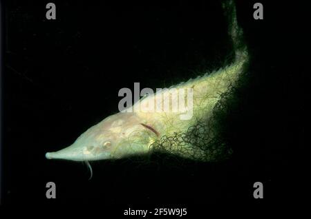 Baltischer Stör, Albino (Acipenser sturio) Stockfoto