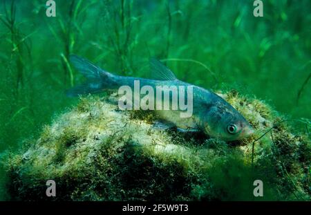 Silberkarpfen (Hypophthalmichthys molitrix) Stockfoto