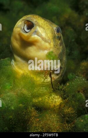 Bullfrog, Kaulquappe, Baden-Württemberg (Rana catesbeiana), Deutschland Stockfoto