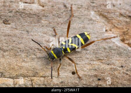 Wasp-Käfer (Clytus Arietis) Stockfoto