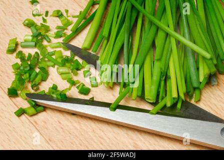 Schnittlauch in Rollen mit Küchenschere geschnitten (Allium schoenoprasum) Stockfoto