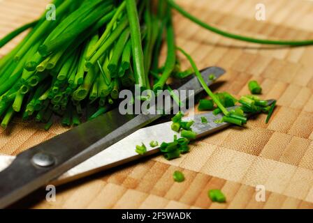 Schnittlauch in Rollen mit Küchenschere geschnitten (Allium schoenoprasum) Stockfoto