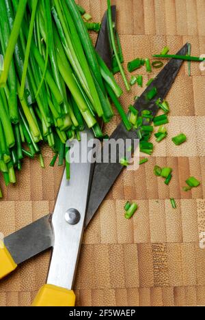 Schnittlauch in Rollen mit Küchenschere geschnitten (Allium schoenoprasum) Stockfoto