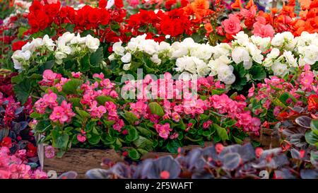 Viele Sämlinge von blühenden Büschen von bunten Begonien in Töpfen in einem Blumenladen. Stockfoto