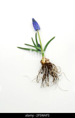 Traubenhyazinthe mit Wurzelknolle, Zwiebel (Muscari spec.) Stockfoto