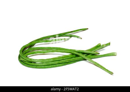 Kichererbsen (Vigna unguiculata) Bohnen, Bohnen, thailändische Bohnen Stockfoto