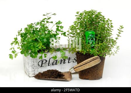 Pflanzen von Kräutern in Schachteln, Petersilie (Petroselinum crispum) und Oregano (Origanum vulgare) Blumenkästen Stockfoto