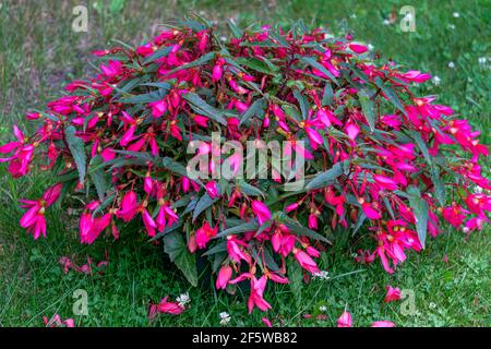 Ein großer Begonia-Busch in einem Blumentopf, der mit rosa Blüten bedeckt ist. Stockfoto