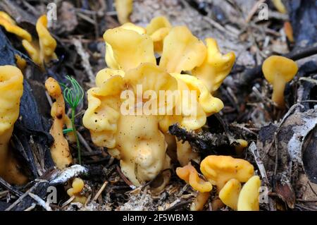 Gelbe Erdzunge, der gelbe Fächer, der Feenfächer (Spathularia flavida) Stockfoto