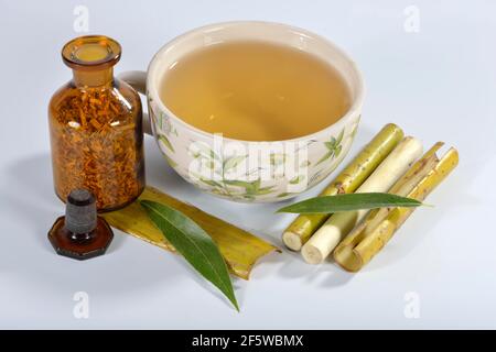 Weidenrindentee, Silberweide (Salix alba) Stockfoto