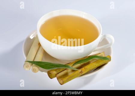 Weidenrindentee, Silberweide (Salix alba) Stockfoto