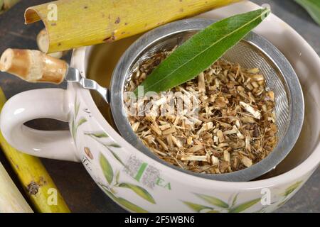 Weidenrindentee, Silberweide (Salix alba) Stockfoto