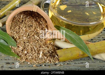 Weidenrindentee, Silberweide (Salix alba) Stockfoto