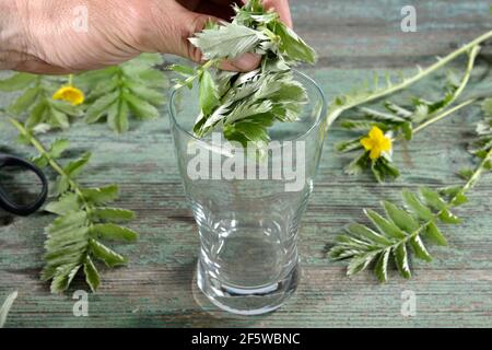 Produktion Gans Milch (Potentilla anserina) (Anserinae herba) (Argentina vulgaris) (Fragaria anserina), Gans cinquefoil Stockfoto
