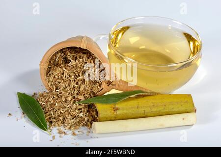 Weidenrindentee, Silberweide (Salix alba) Stockfoto