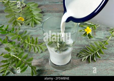 Produktion Gans Milch (Potentilla anserina) (Anserinae herba) (Argentina vulgaris) (Fragaria anserina), Gans cinquefoil Stockfoto