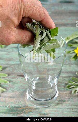 Produktion Gans Milch (Potentilla anserina) (Anserinae herba) (Argentina vulgaris) (Fragaria anserina), Gans cinquefoil Stockfoto