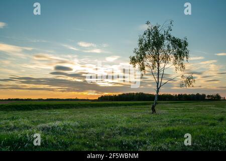 Einsame Birke auf einer Wiese und Abendwolken gegen den blauen Himmel Stockfoto