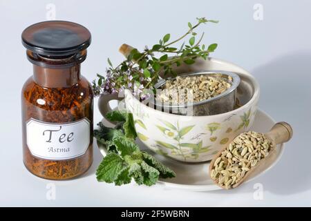 Asthmatee, Horehound, Thymian, Fenchel (Foeniculum vulgaris) (Marrubium vulgaris) Stockfoto