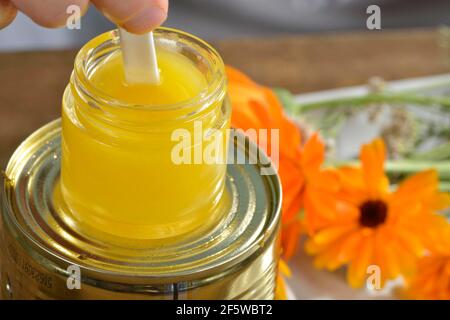 Herstellung von Schafgarbe und Ringelsalbe (Calendula officinalis) (Achillea millefolium) / Stockfoto