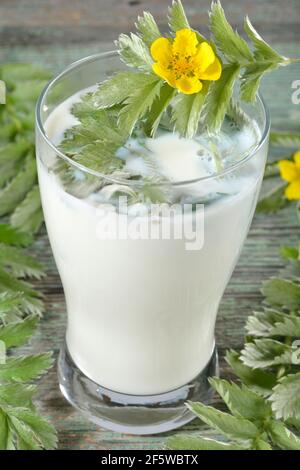 Produktion Gans Milch (Potentilla anserina) (Anserinae herba) (Argentina vulgaris) (Fragaria anserina), Gans cinquefoil Stockfoto