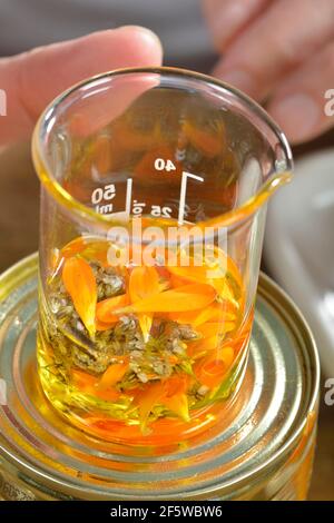 Herstellung von Schafgarbe und Ringelsalbe (Calendula officinalis) (Achillea millefolium) / Stockfoto