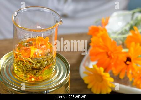 Herstellung von Schafgarbe und Ringelsalbe (Calendula officinalis) (Achillea millefolium) / Stockfoto