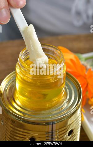 Herstellung von Schafgarbe und Ringelsalbe (Calendula officinalis) (Achillea millefolium) / Stockfoto