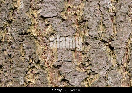 Douglasie Rinde, Douglasie, Douglasie Fichte (Pseudotsuga menzierii), Douglasie Stockfoto