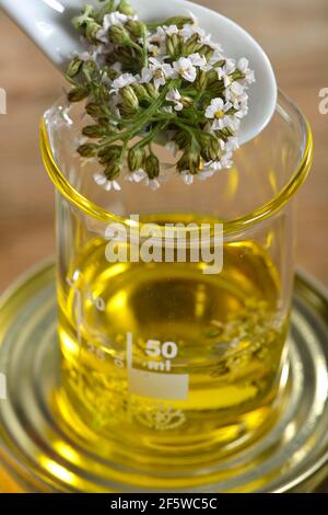 Herstellung Schafgarbe und Ringelsalbe (Calendula officinalis) Schafgarbe, Ringelblume (Achillea millefolium) (Millefolii flos) Stockfoto
