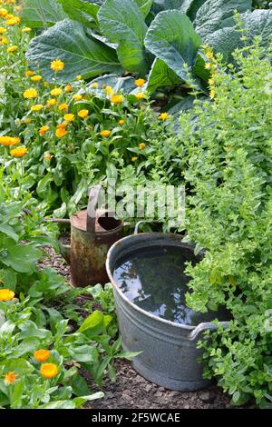 Herstellung von Brennnessel-Gülle (Urtica dioica) Stockfoto